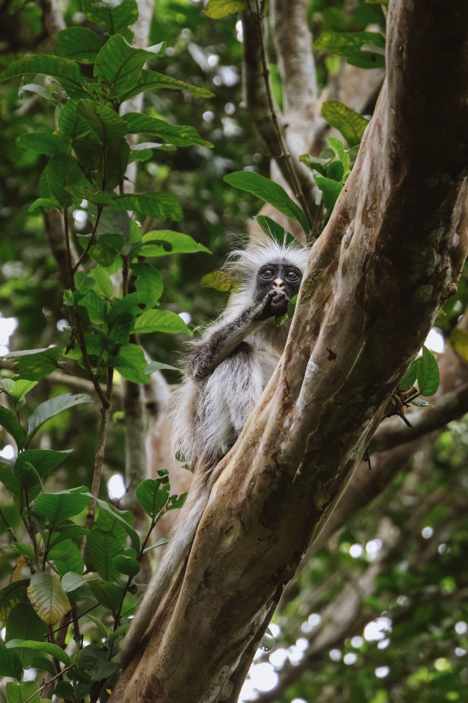Red colobus monkey in Jozani Forest — stock photograph